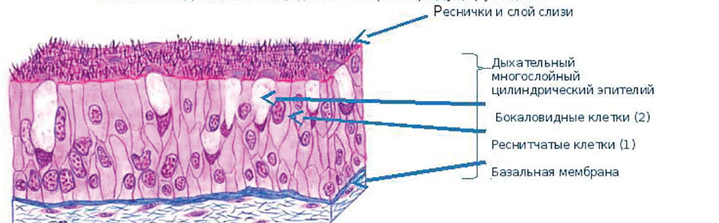 Слизистые клетки секрет. Строение слизистой оболочки носовой полости. Эпителиальная ткань мерцательный эпителий. Бокаловидные эпителиоциты клетки гистология. Строение мерцательного эпителия носовой полости.