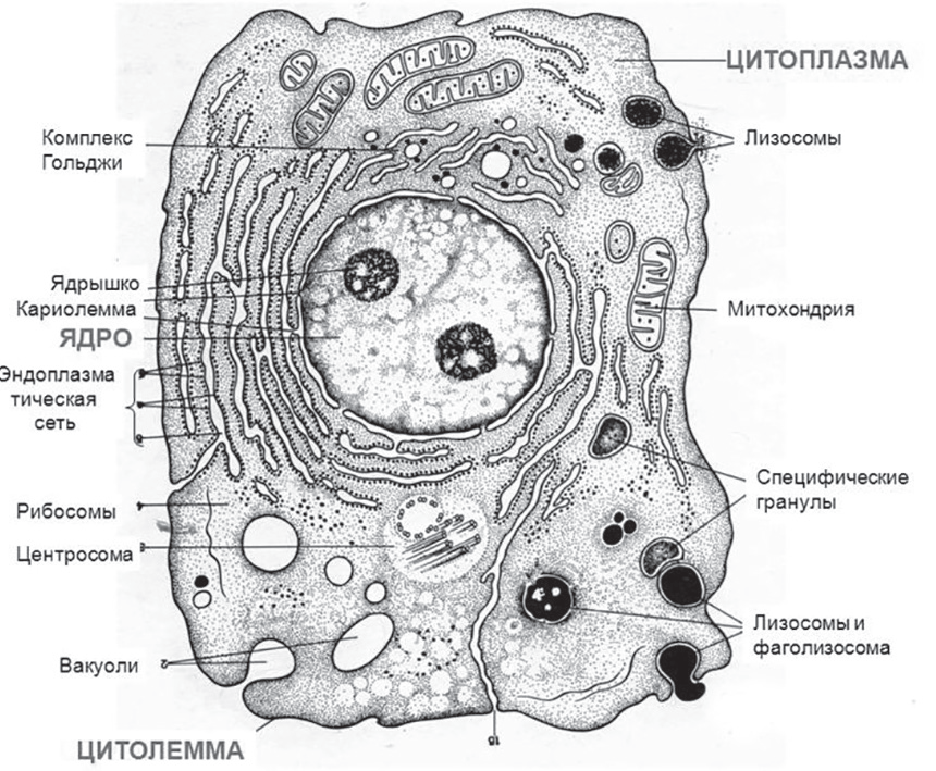 Мембранные органеллы клетки гистология. Строение лизосомы животной клетки. Эндоплазматическая сеть комплекс Гольджи митохондрии. Полость в цитоплазме клетки 7